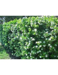 Limonaria o Pasto limon... 2