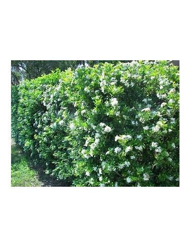 Limonaria o Pasto limon (Cymbopogon citratus)-1...