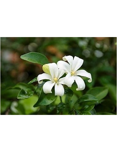 Limonaria o Pasto limon (Cymbopogon citratus)-1...