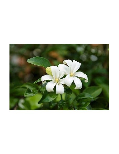 Limonaria o Pasto limon (Cymbopogon citratus)-1 Planta en Venta en Mexico -Zacate limon