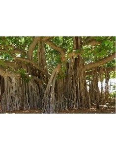 El Baniano (Ficus...
