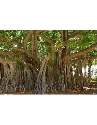 El Baniano (Ficus bengalensis)-1 Arbolito en Venta en Mexico - Vivero por internet