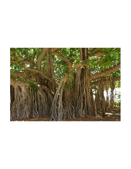 The Banyan Tree (Ficus bengalensis)-1 Tree for Sale in Mexico - Online nursery