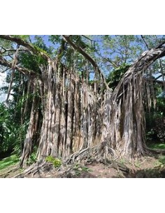 The Banyan Tree (Ficus... 2