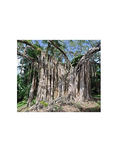 The Banyan Tree (Ficus bengalensis)-1 Tree for...