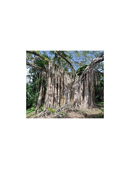 El Baniano (Ficus bengalensis)-1 Arbolito en Venta en Mexico - Vivero por internet