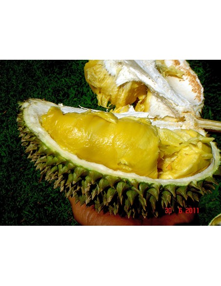 1 Arbolito de Durian (Durio zibethinus) La fruta mas rara de Mundo Siembrala ya!