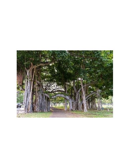 The Banyan Tree (Ficus bengalensis)-1 Tree for Sale in Mexico - Online nursery