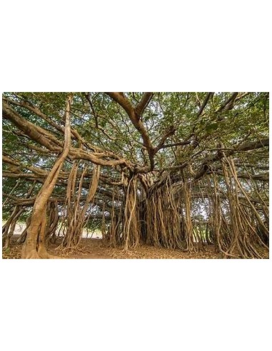 The Banyan Tree (Ficus bengalensis)-1 Tree for...