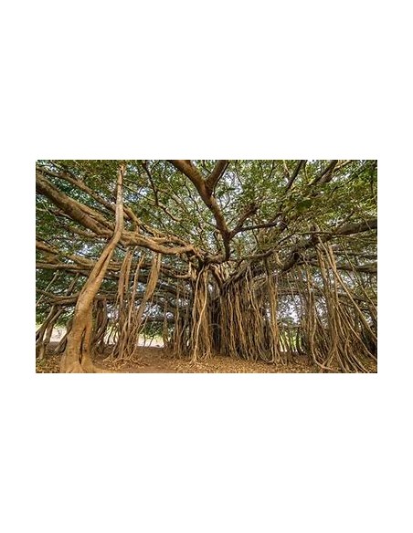 The Banyan Tree (Ficus bengalensis)-1 Tree for Sale in Mexico - Online nursery
