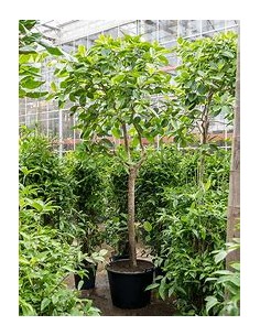 Ficus Benghalensis...