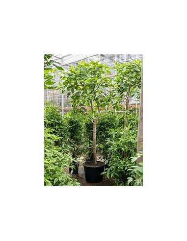 Ficus Benghalensis Variegata-1 Sapling for Sale in Mexico - Online nursery