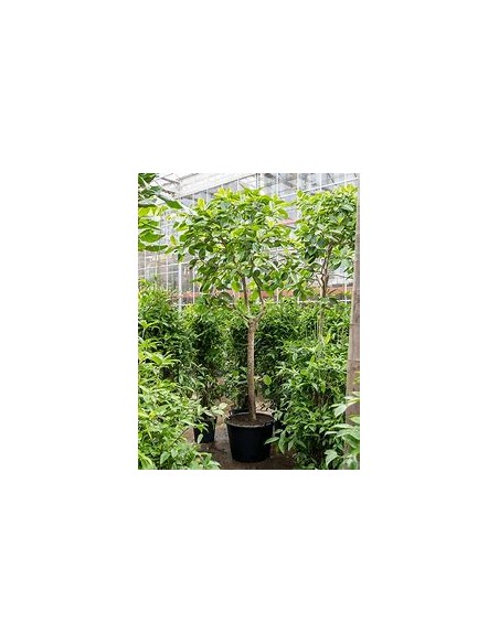 Ficus Benghalensis Variegata-1 Sapling for Sale in Mexico - Online nursery