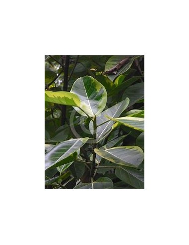 Ficus Benghalensis Variegata-1 Arbolito en...