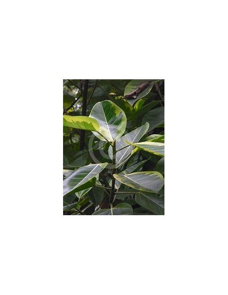 Ficus Benghalensis Variegata-1 Sapling for Sale in Mexico - Online nursery