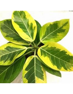 Ficus Benghalensis... 2