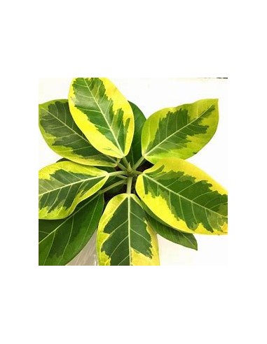 Ficus Benghalensis Variegata-1 Arbolito en...