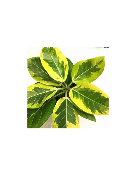 Ficus Benghalensis Variegata-1 Sapling for Sale in Mexico - Online nursery