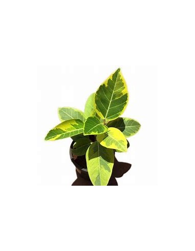 Ficus Benghalensis Variegata-1 Arbolito en...