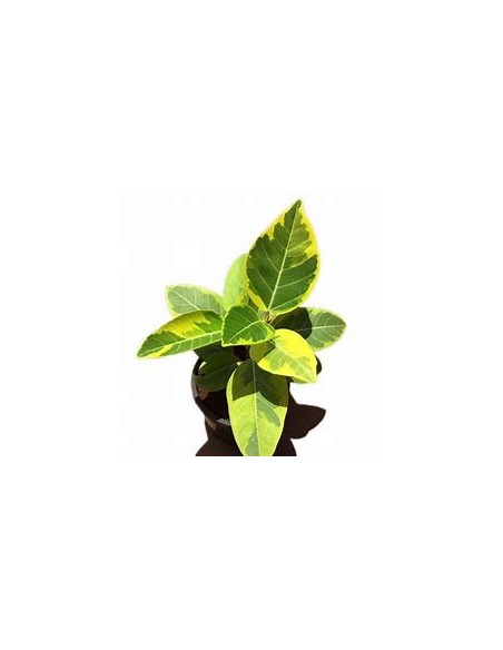 Ficus Benghalensis Variegata-1 Sapling for Sale in Mexico - Online nursery