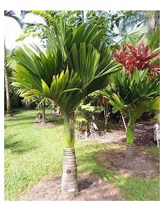 Betelnut Palm (Areca...