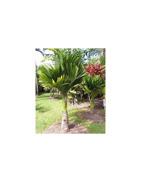 Betelnut Palm (Areca catechu)-1 Sapling for Sale in Mexico - Online nursery