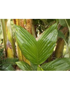 Betelnut Palm (Areca... 2