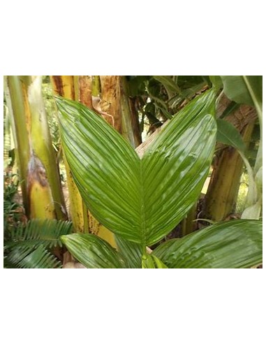 Betelnut Palm (Areca catechu)-1 Sapling for...