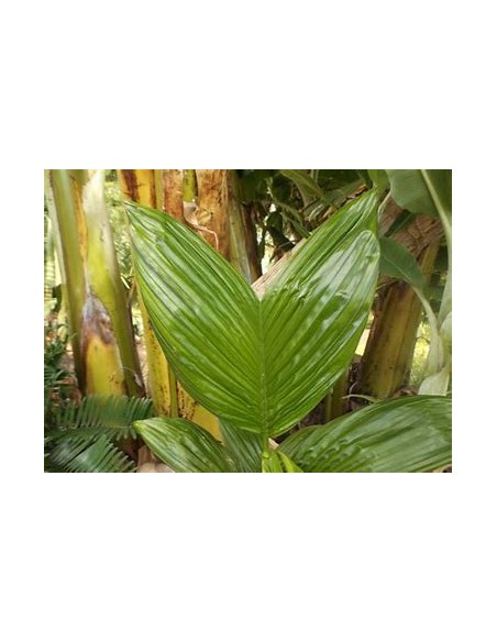 Betelnut Palm (Areca catechu)-1 Sapling for Sale in Mexico - Online nursery