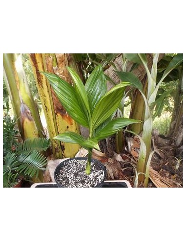 Palma de Betel (Areca catechu)-1 Arbolito en...