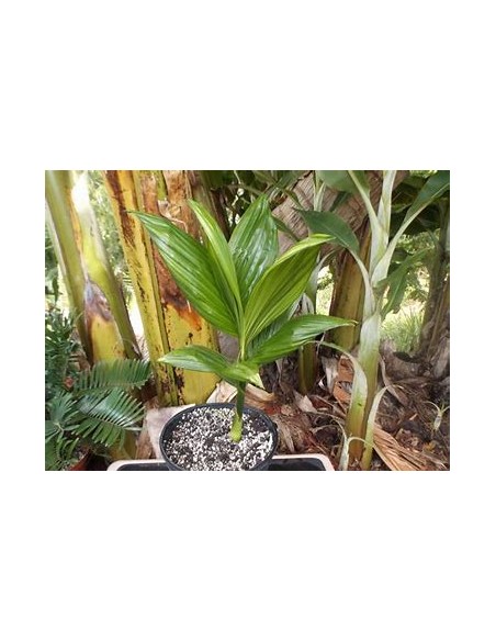 Betelnut Palm (Areca catechu)-1 Sapling for Sale in Mexico - Online nursery