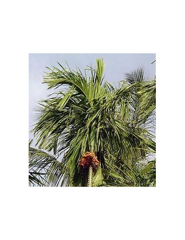 Betelnut Palm (Areca catechu)-1 Sapling for...