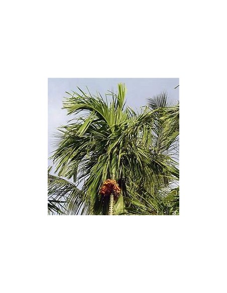 Betelnut Palm (Areca catechu)-1 Sapling for Sale in Mexico - Online nursery