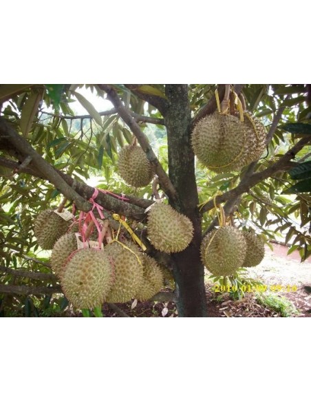 1 Arbolito de Durian (Durio zibethinus) La fruta mas rara de Mundo Siembrala ya!