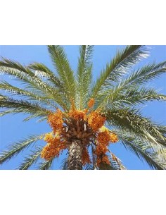 Medjool Date Palm (Phoenix...