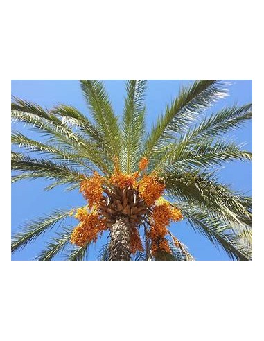 Medjool Date Palm (Phoenix dactylifera)-1 Sapling for Sale in Mexico - Online Nursery