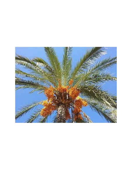 Medjool Date Palm (Phoenix dactylifera)-1 Sapling for Sale in Mexico - Online Nursery