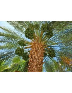 Medjool Date Palm (Phoenix... 2