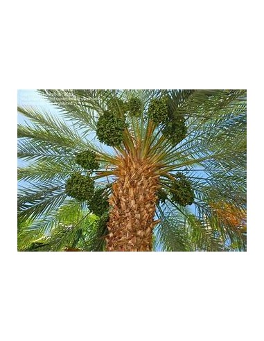 Medjool Date Palm (Phoenix dactylifera)-1...