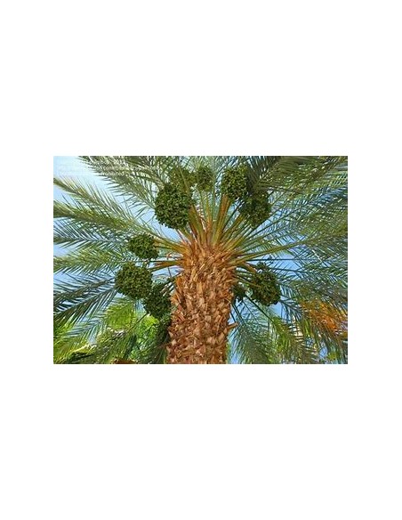 Palma datilera ''Medjool'' (Phoenix dactylifera)-1 Palma en Venta en Mexico - Vivero por internet