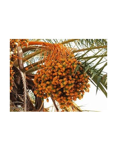 Palma datilera ''Medjool'' (Phoenix...