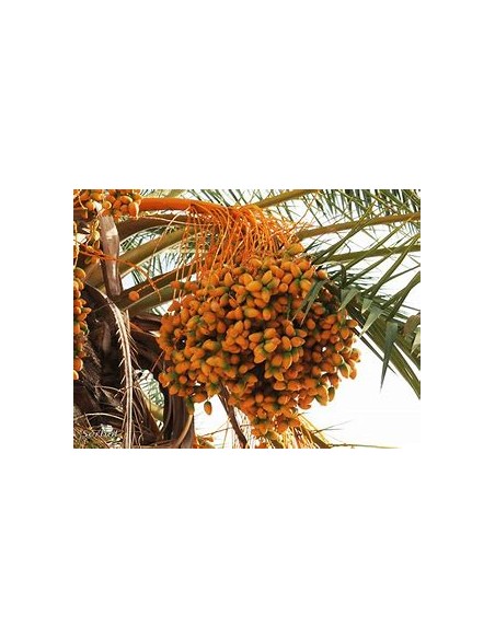 Palma datilera ''Medjool'' (Phoenix dactylifera)-1 Palma en Venta en Mexico - Vivero por internet
