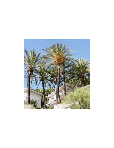 Palma datilera ''Medjool'' (Phoenix...