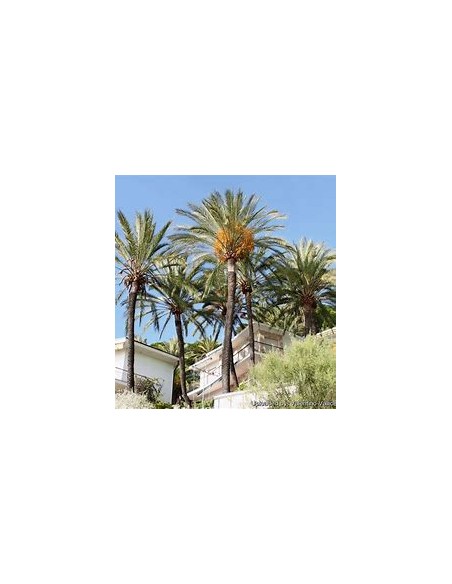 Medjool Date Palm (Phoenix dactylifera)-1 Sapling for Sale in Mexico - Online Nursery