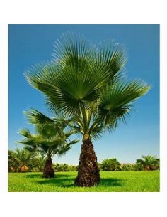 Palma la Washingtonia de...