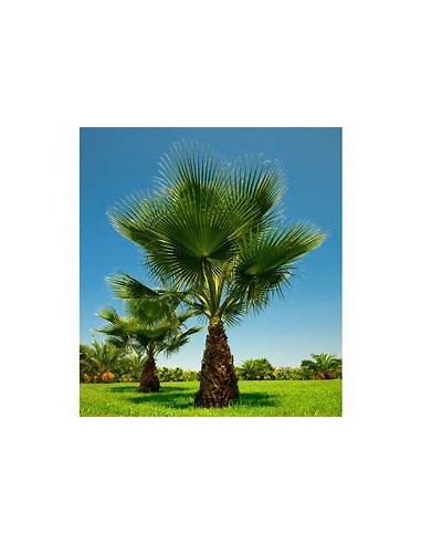 Palma la Washingtonia de California (Washingtonia filifera)-1 Palma en Venta en Mexico - Vivero por internet