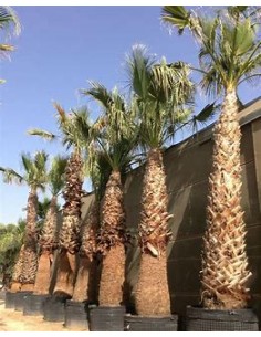 Palma la Washingtonia de... 2