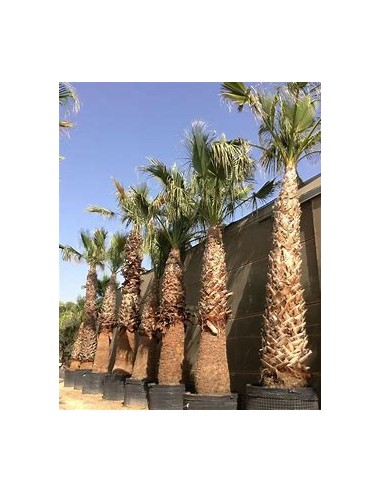 California Washingtonia palm (Washingtonia...