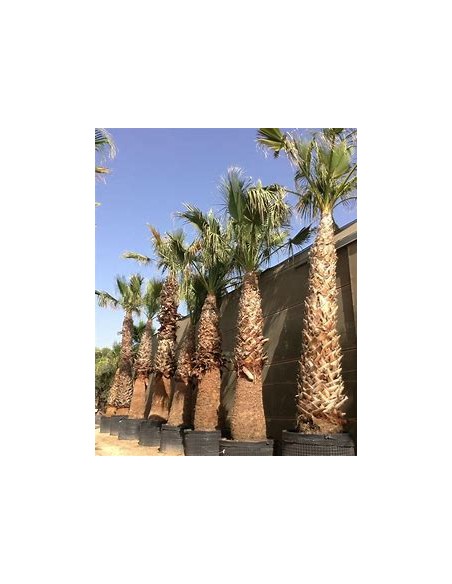 California Washingtonia palm (Washingtonia filifera)-1 Palm for Sale in Mexico - Online Nursery