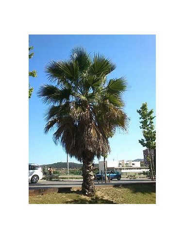 Palma la Washingtonia de California...